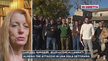 Lupi nel riminese, allevatori allarmati