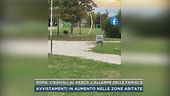 Roma, cinghiali al parco, l'allarme delle famiglie
