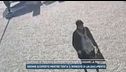 Il video dell'uomo che si è finto la madre per ritirare la pensione