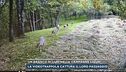Un branco di lupi nelle campagne liguri