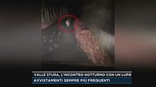 Valle Stura, l'incontro notturno con un lupo