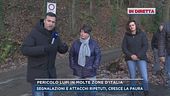 Incubo lupi per i paesi dell'Appennino ligure
