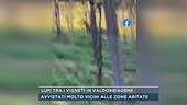 Lupi tra i vigneti in Valdobbiadene