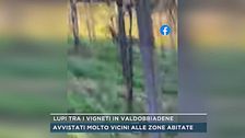 Lupi tra i vigneti in Valdobbiadene