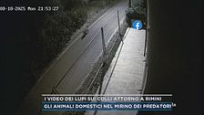 I video dei lupi sui colli attorno a Rimini
