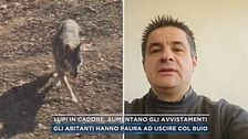 Lupi in Cadore, aumentano gli avvistamenti