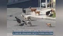 "Invasione" delle capre a Lentini, tra disagi e danni