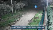 Emergenza lupi in Abruzzo, un branco di lupi si avvicina a un'abitazione