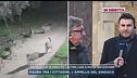 Pericolo lupi in Abruzzo, l'appello del sindaco