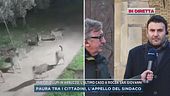 Pericolo lupi in Abruzzo, l'appello del sindaco