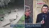 Pericolo lupi in Abruzzo, l'appello del sindaco