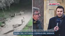 Pericolo lupi in Abruzzo, l'appello del sindaco