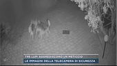 Tre lupi aggrediscono un meticcio