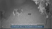 Tre lupi aggrediscono un meticcio