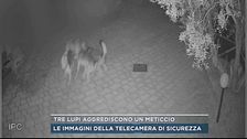 Tre lupi aggrediscono un meticcio