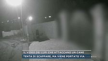 Il video dei lupi che attaccano un cane