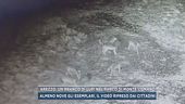 Arezzo, un branco di lupi nel parco di Monte Lignano