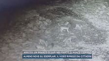 Arezzo, un branco di lupi nel parco di Monte Lignano