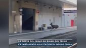 La corsa del cervo sui binari del treno