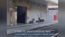 La corsa del cervo sui binari del treno