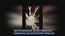 Botti di Capodanno, animali terrorizzati