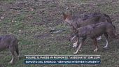 Roure, il paese in Piemonte "assediato" dai lupi