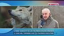Lupi in Val Chisone, l'allarme di un sindaco