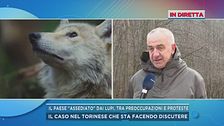 Lupi in Val Chisone, l'allarme di un sindaco