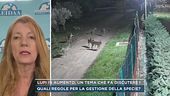 Lupi in aumento, un tema che fa discutere