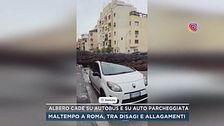 Albero cade su autobus e su auto parcheggiata