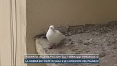 Taranto, alleva piccioni sul terrazzo, denunciato