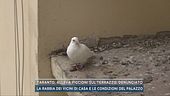 Taranto, alleva piccioni sul terrazzo, denunciato