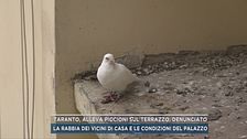 Taranto, alleva piccioni sul terrazzo, denunciato