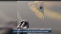 Ucraina, elicottero intercetta drone Shahed