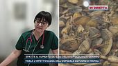 Epatite A, quali sono i sintomi a cui fare attenzione?