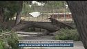 Bisceglie, il vento fa cadere un albero, morta 12enne