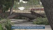 Bisceglie, il vento fa cadere un albero, morta 12enne