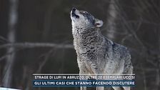 Strage di lupi in Abruzzo, oltre 20 esemplari uccisi