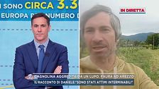 Cagnolina aggredita da un lupo, paura ad Arezzo