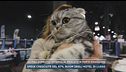 Animali domestici in famiglia, mercato in forte espansione