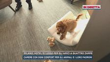 Milano, hotel di lusso per gli amici a quattro zampe