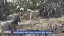 Ginostra invasa dalle capre, la rivolta degli abitanti