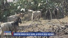 Ginostra invasa dalle capre, la rivolta degli abitanti