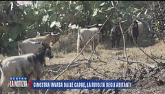 Ginostra invasa dalle capre, la rivolta degli abitanti