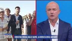 Ginostra invasa dalle capre, gli abitanti: "Si mangiano tutto"