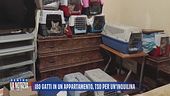 180 gatti in un appartamento, tso per un'inquilina