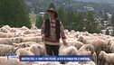 Quattro figli, 47 anni e 1000 pecore, la vita di Pamela tra le montagne