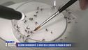 Allarme Chikungunya: il virus delle zanzare fa paura in Veneto