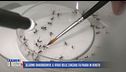 Allarme Chikungunya: il virus delle zanzare fa paura in Veneto