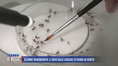 Allarme Chikungunya: il virus delle zanzare fa paura in Veneto